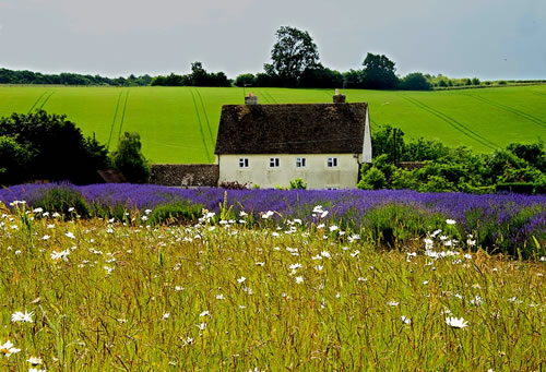 House with Fields and Lavender